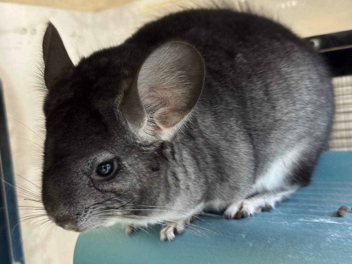 Chinchillas: T010 Standard female chinchilla for sale (USA Master Breeder’s lineage) very friendly