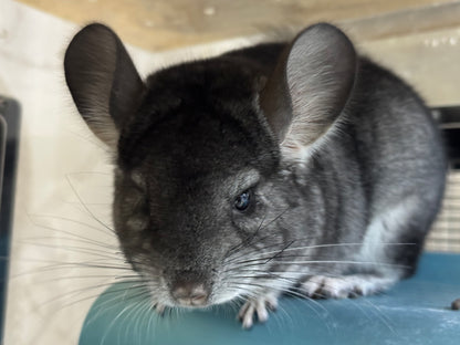 Chinchillas: T010 Standard female chinchilla for sale (USA Master Breeder’s lineage) very friendly