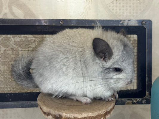 Chinchillas: S028 Mosaic RPA (angora) female chinchilla for sale (USA CCCU lineage)