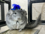 Funky hats/ Headgear/ hat/ cap for Chinchillas, Guinea pigs, rabbits or hamsters limited stock
