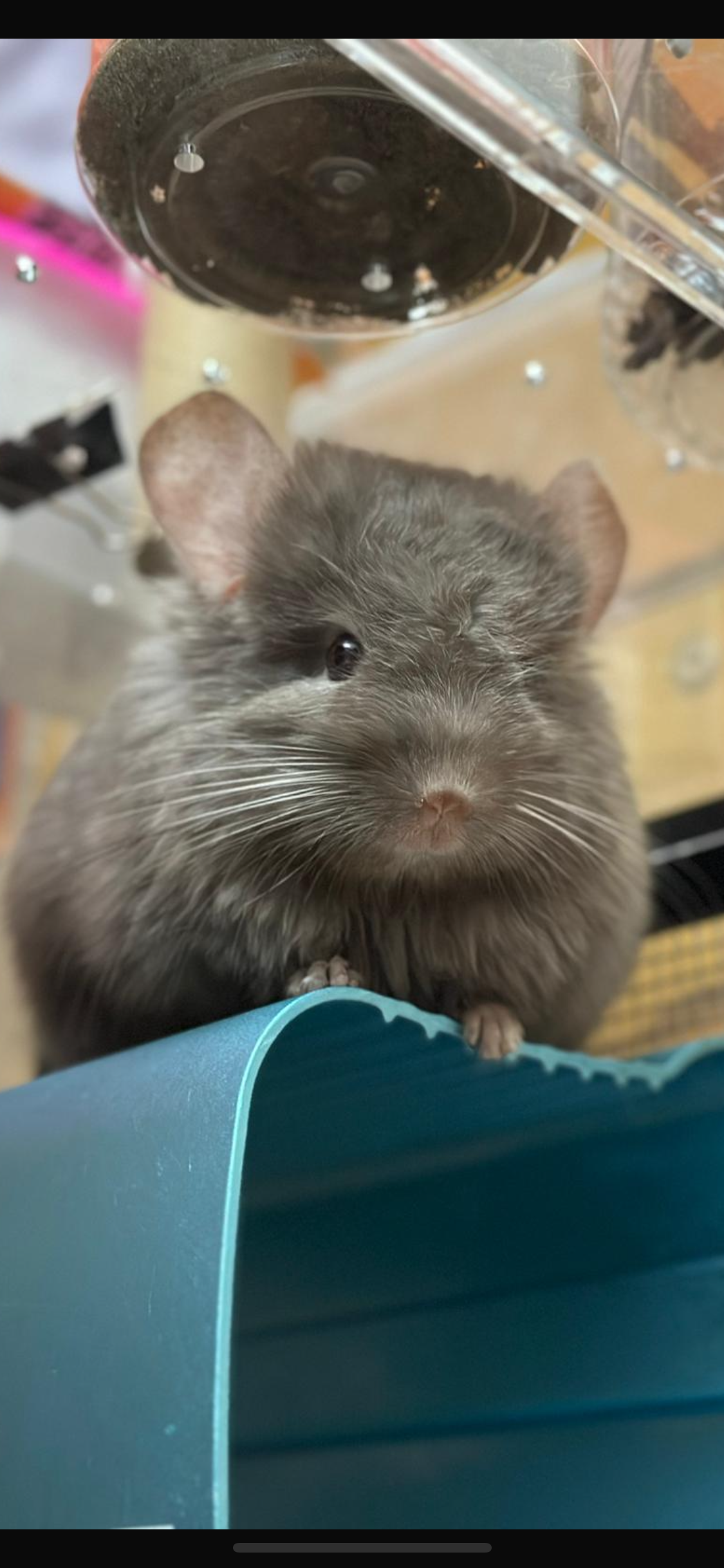 Chinchillas: N11 CCCU Tan RPA (angora) chinchilla male from USA for sale