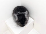 Chinchillas: P2 Ebony RPA male G3 male chinchilla with long tufts for sale