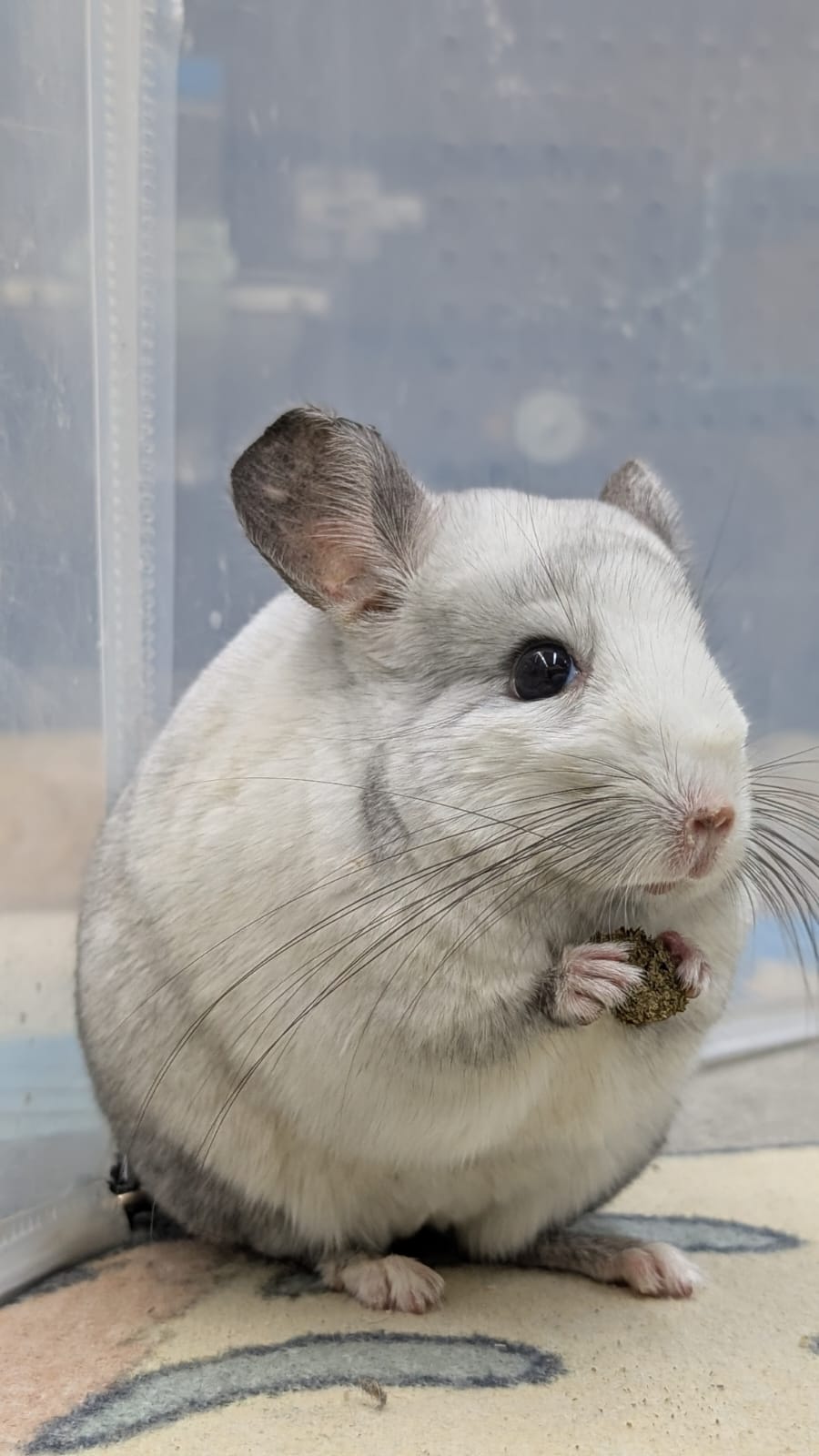 Chinchillas: 19364 Ebony and White Mosaic female chinchilla for rehome