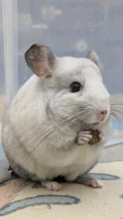 Chinchillas: 19364 Ebony and White Mosaic female chinchilla for rehome