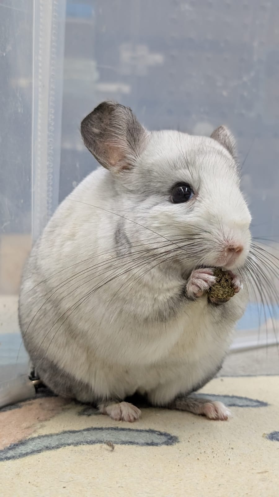 Chinchillas: 19364 Ebony and White Mosaic female chinchilla for rehome