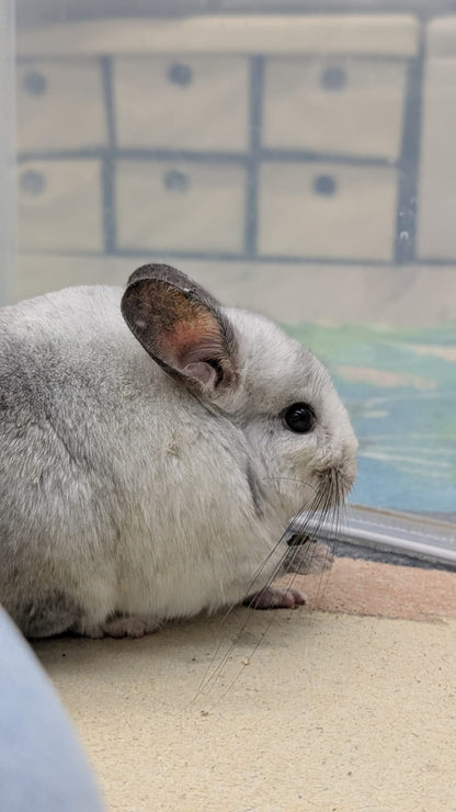 Chinchillas: 19364 Ebony and White Mosaic female chinchilla for rehome