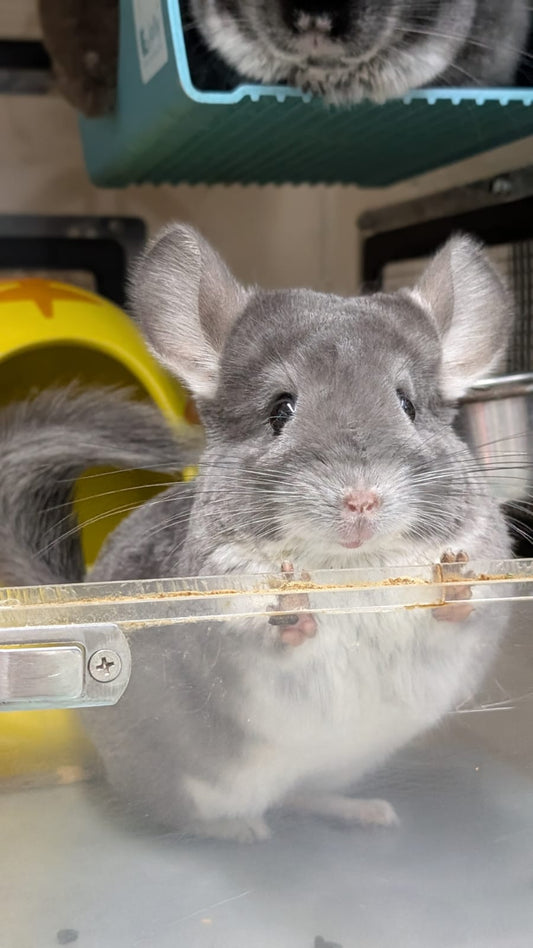 Chinchillas: P15 Violet female chinchilla for sale🥇 1st Place Ribbon - WA 2023 🥇