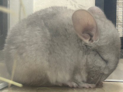 Chinchillas: P026 Beige Violet male chinchilla for sale (curled “rosette” tail n 2 missing fingers)curly potato super soft fur and chubby (USA lineage)