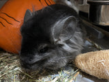 Chinchillas: P2 Ebony RPA male G3 male chinchilla with long tufts for sale