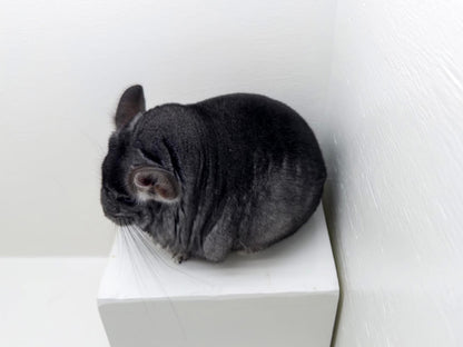 Chinchillas: R21
🏆Res Class Champion🏆 Standard female chinchilla for sale