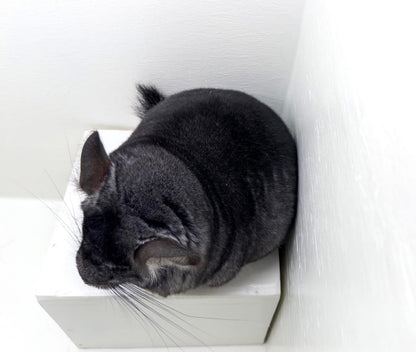 Chinchillas: R21
🏆Res Class Champion🏆 Standard female chinchilla for sale