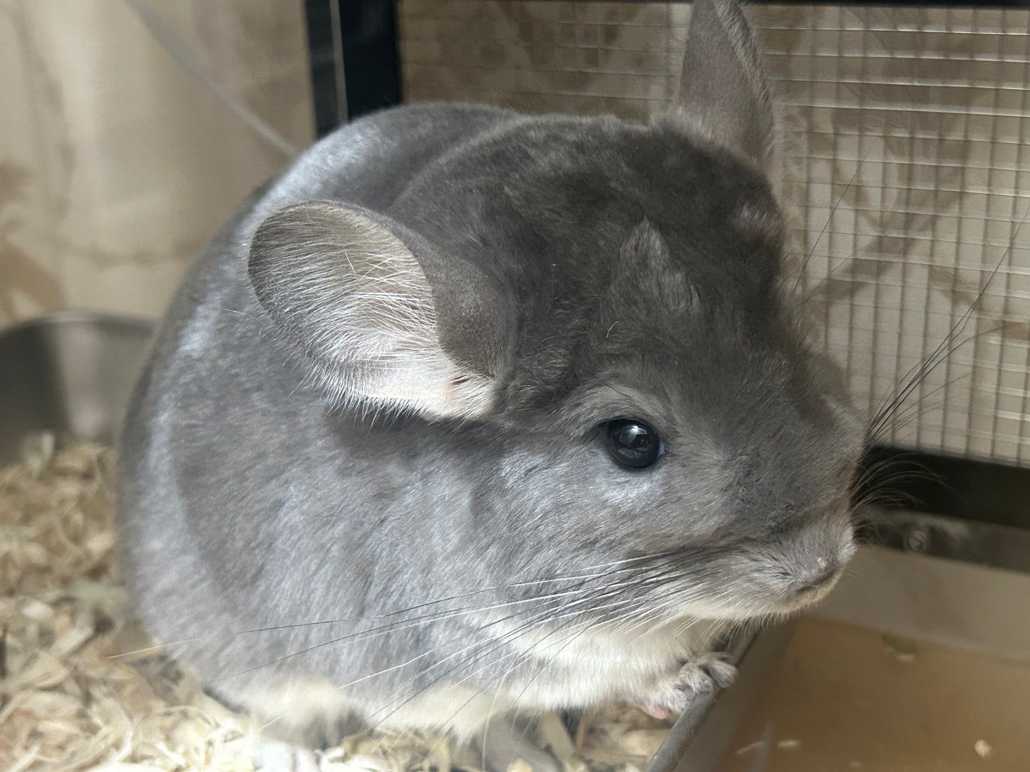 Chinchillas: P15 Violet female chinchilla for sale🥇 1st Place Ribbon - WA 2023 🥇