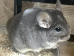 Chinchillas: P15 Violet female chinchilla for sale🥇 1st Place Ribbon - WA 2023 🥇