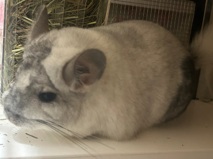 Chinchillas: N445 Mosaic male chinchilla for sale 🏆 Section Champion - WA 2023 🏆