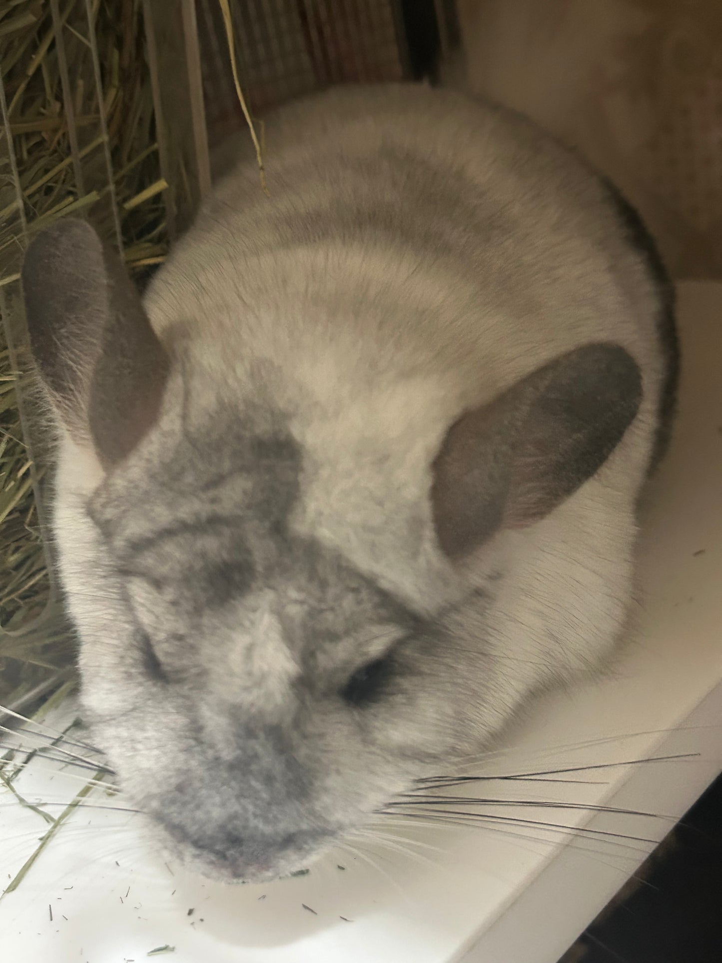 Chinchillas: N445 Mosaic male chinchilla for sale 🏆 Section Champion - WA 2023 🏆