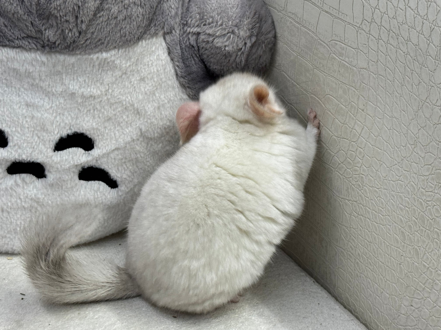 Chinchillas: S012 Pink White female chinchilla for sale (USA lineage)