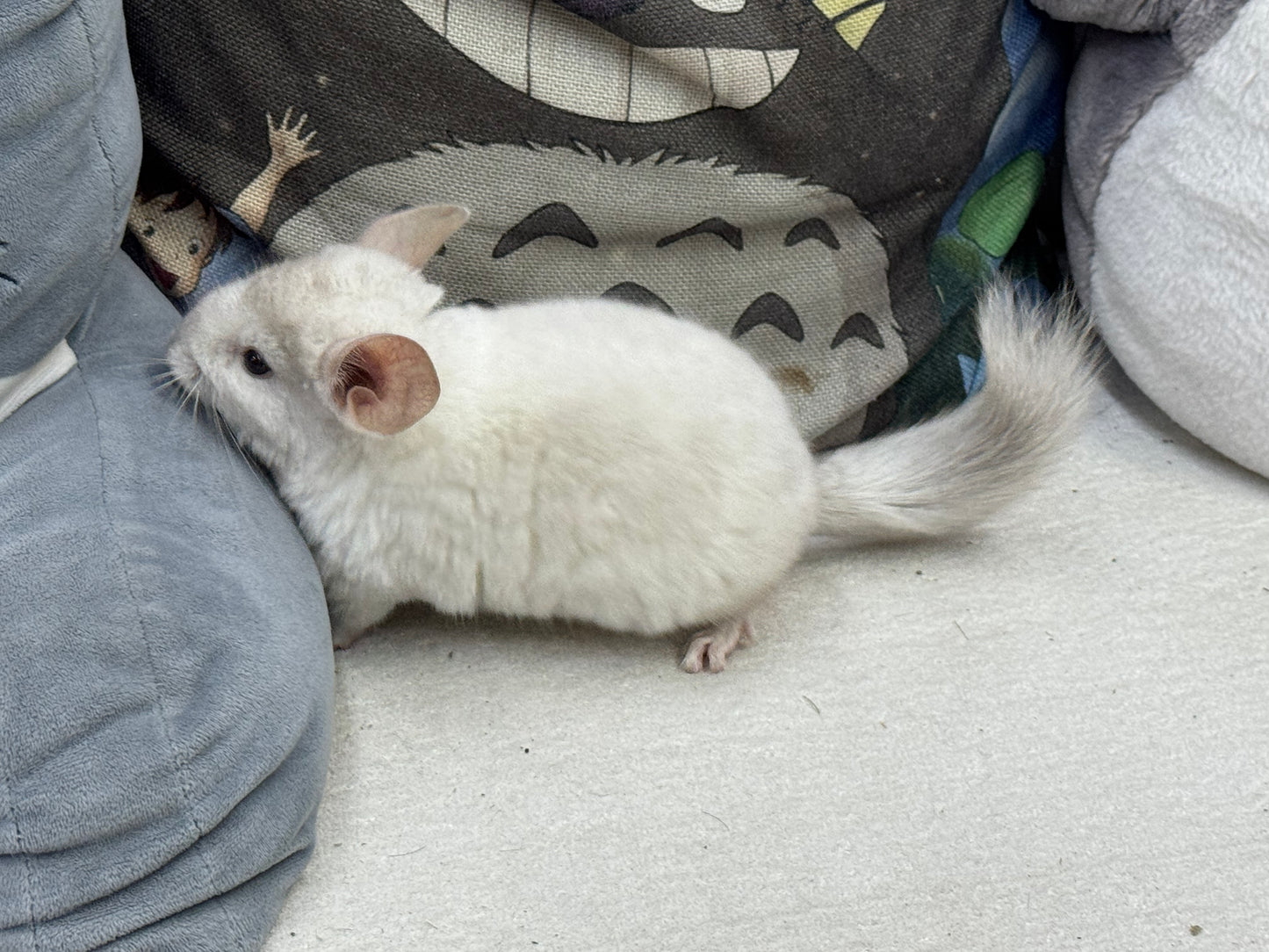 Chinchillas: S012 Pink White female chinchilla for sale (USA lineage)