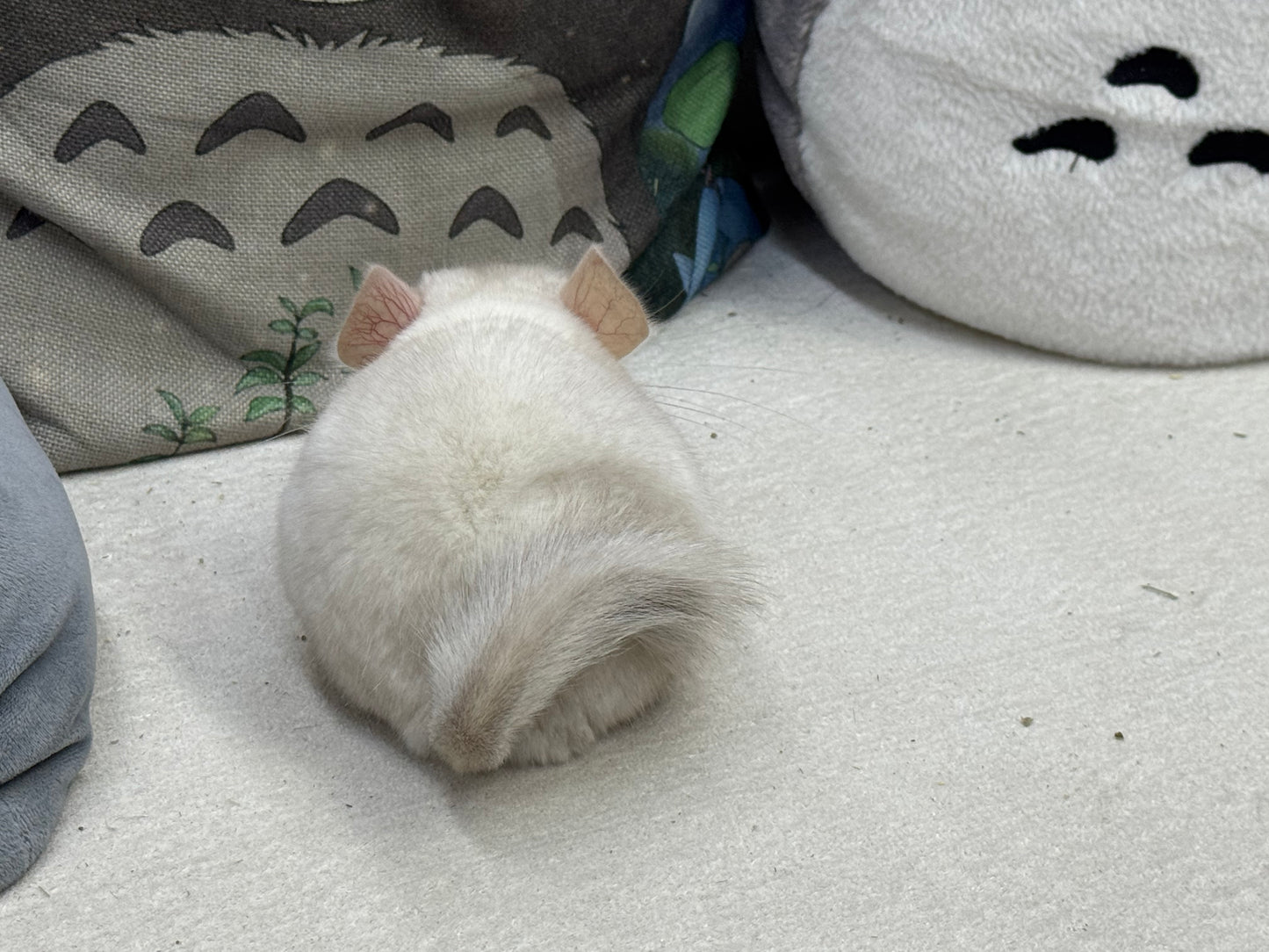 Chinchillas: S012 Pink White female chinchilla for sale (USA lineage)