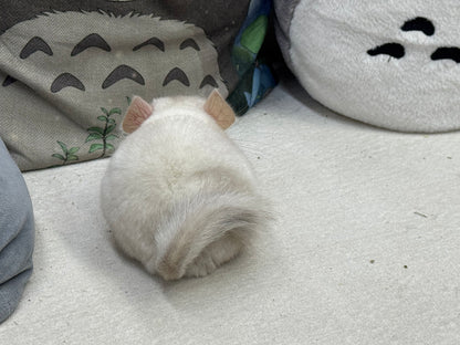 Chinchillas: S012 Pink White female chinchilla for sale (USA lineage)