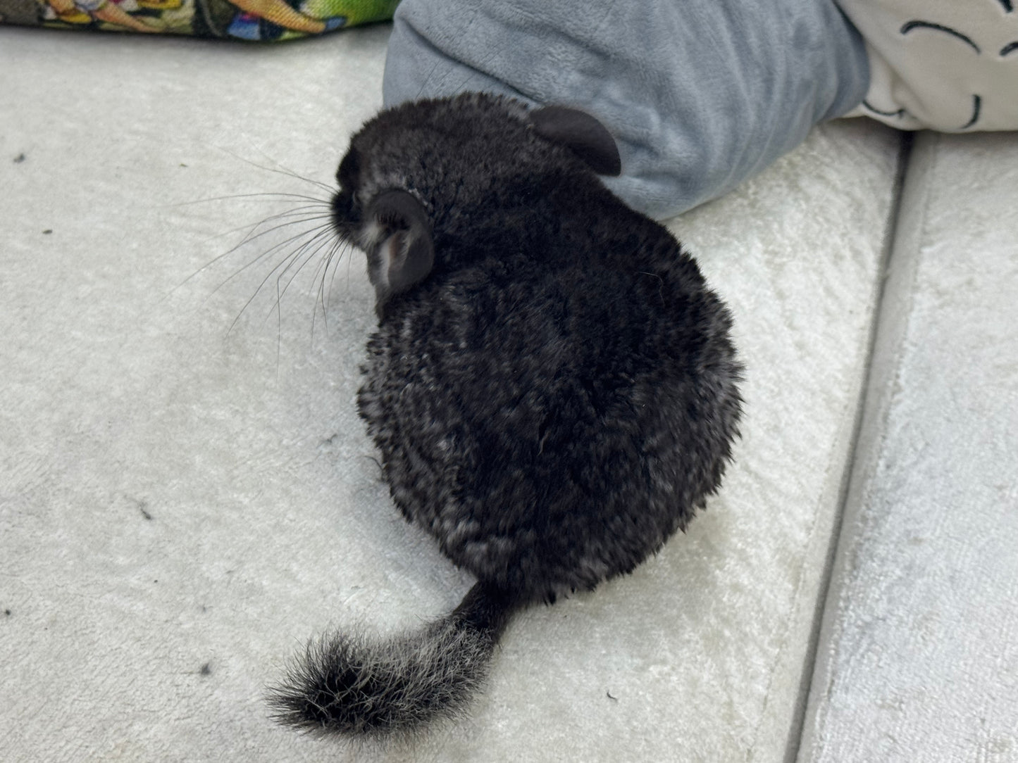 Chinchillas: T015 Black Velvet male chinchilla for sale (Master Breeder’s USA lineage)