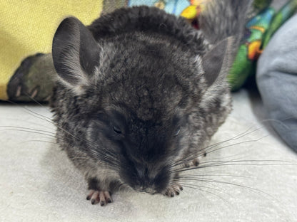 Chinchillas: T015 Black Velvet male chinchilla for sale (Master Breeder’s USA lineage)