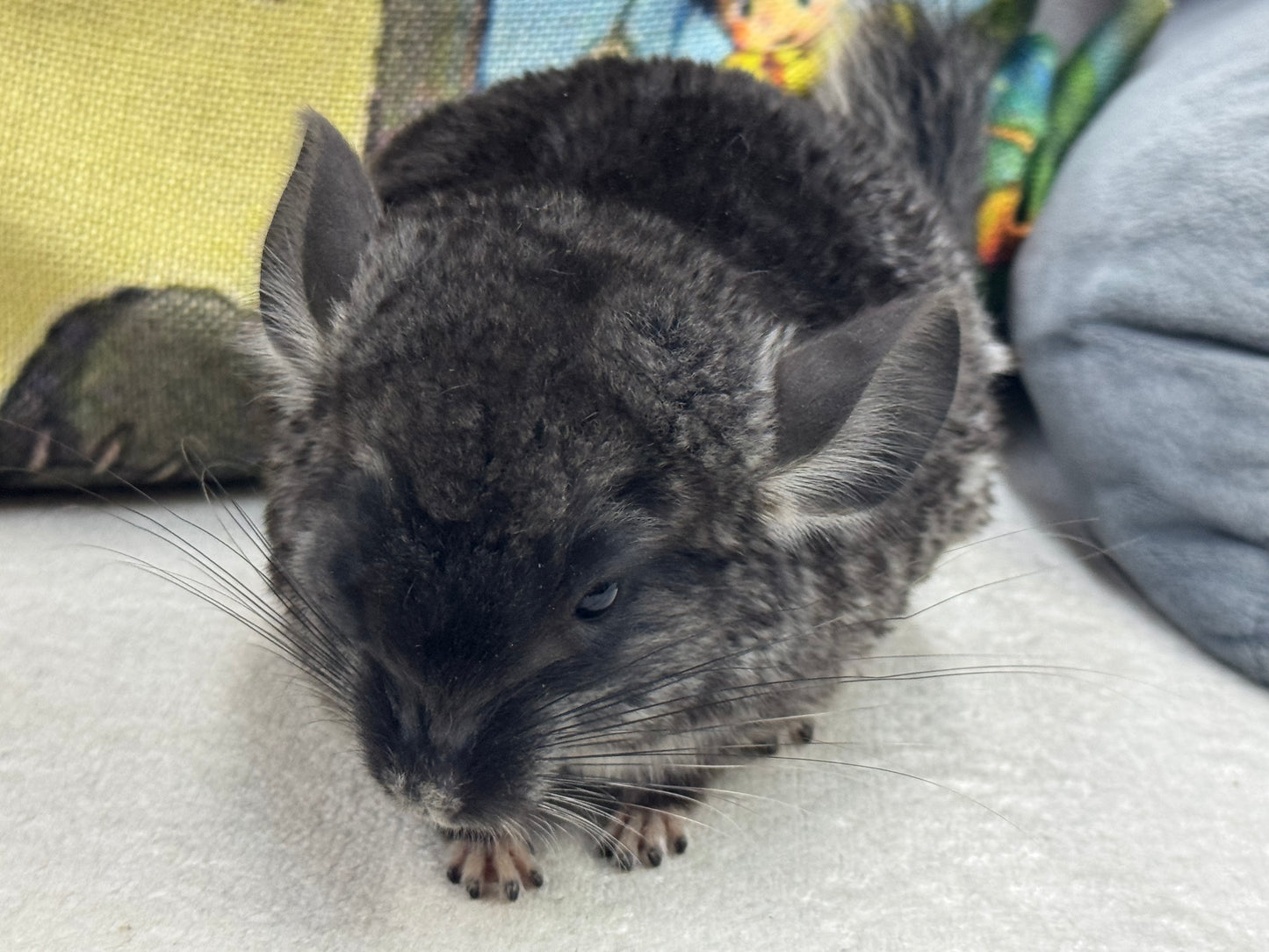 Chinchillas: T015 Black Velvet male chinchilla for sale (Master Breeder’s USA lineage)
