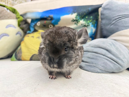 Chinchillas: T015 Black Velvet male chinchilla for sale (Master Breeder’s USA lineage)