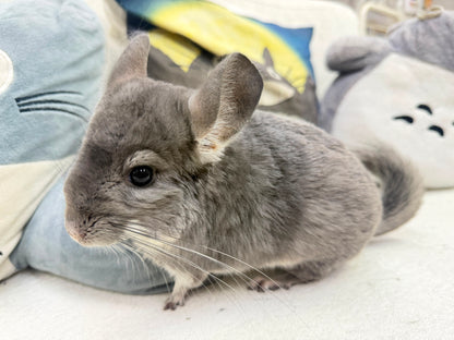 Chinchillas: P018 Violet male chinchilla for sale (USA lineage)
