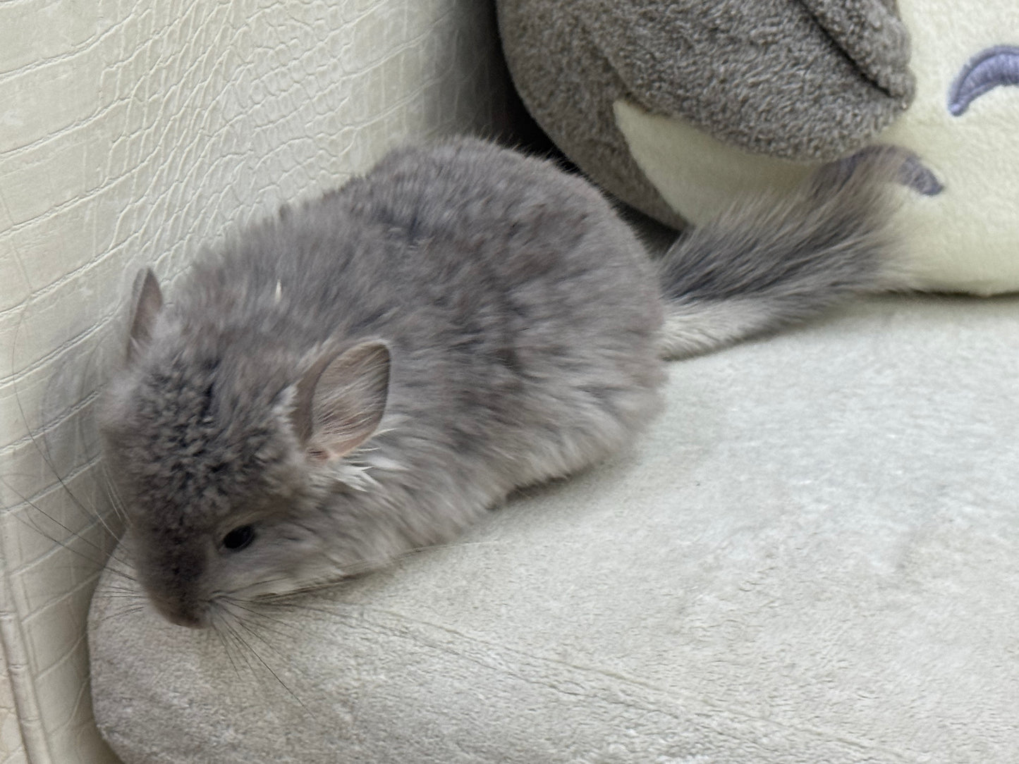 Chinchillas: T016 Violet RPA (Angora) male chinchilla for sale (USA Master Breeder’s lineage)