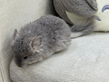 Chinchillas: T016 Violet RPA (Angora) male chinchilla for sale (USA Master Breeder’s lineage)