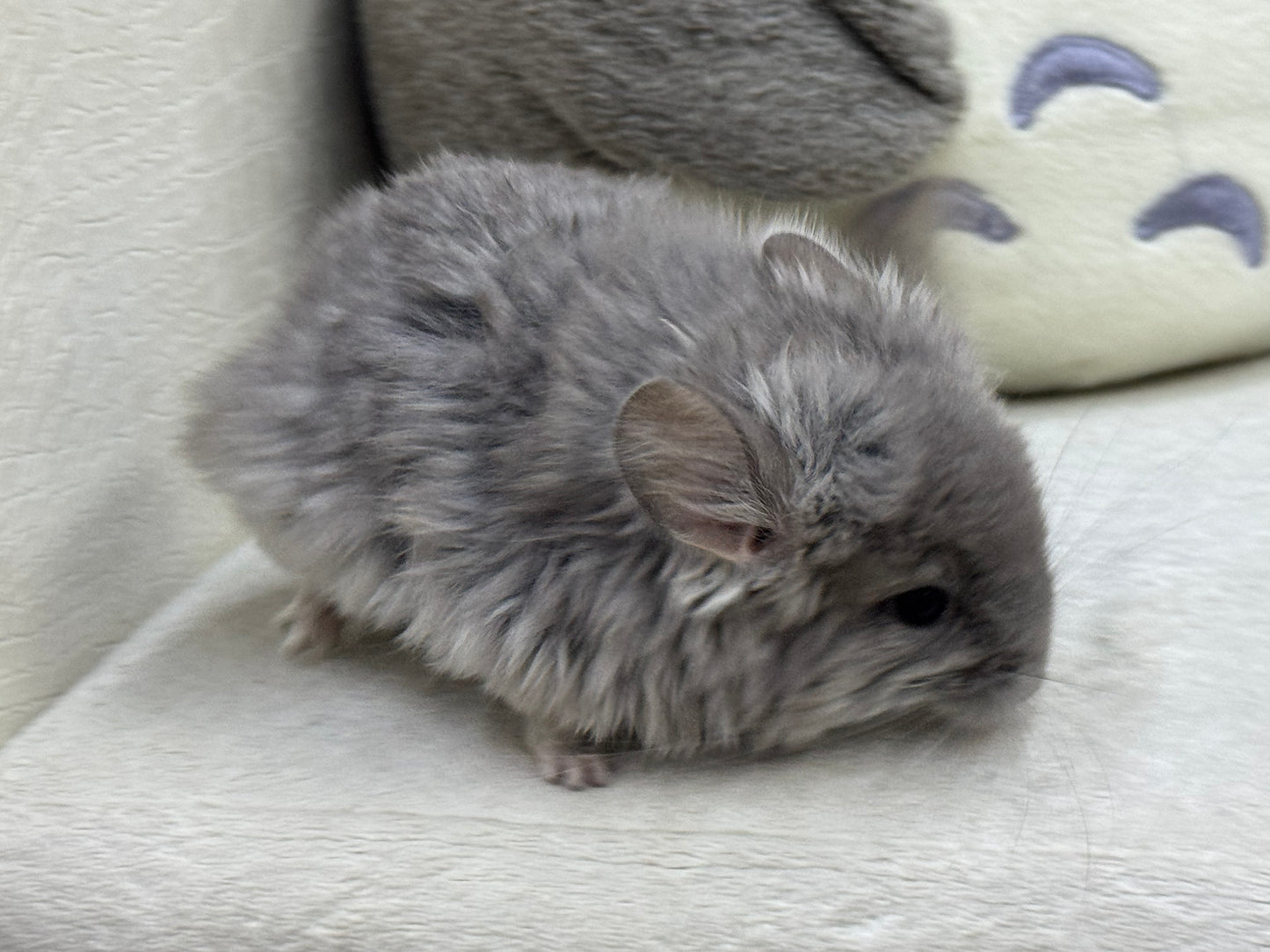 Chinchillas: T016 Violet RPA (Angora) male chinchilla for sale (USA Master Breeder’s lineage)