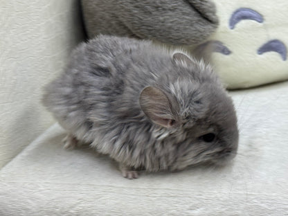 Chinchillas: T016 Violet RPA (Angora) male chinchilla for sale (USA Master Breeder’s lineage)