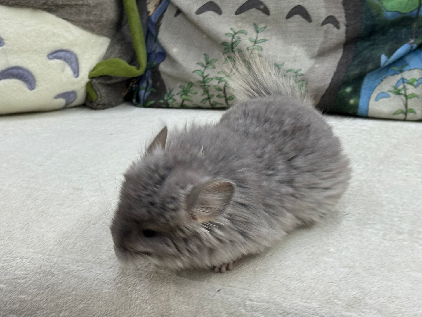 Chinchillas: T016 Violet RPA (Angora) male chinchilla for sale (USA Master Breeder’s lineage)