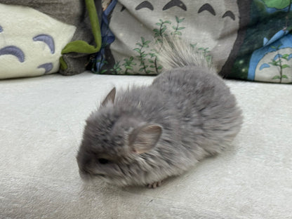 Chinchillas: T016 Violet RPA (Angora) male chinchilla for sale (USA Master Breeder’s lineage)