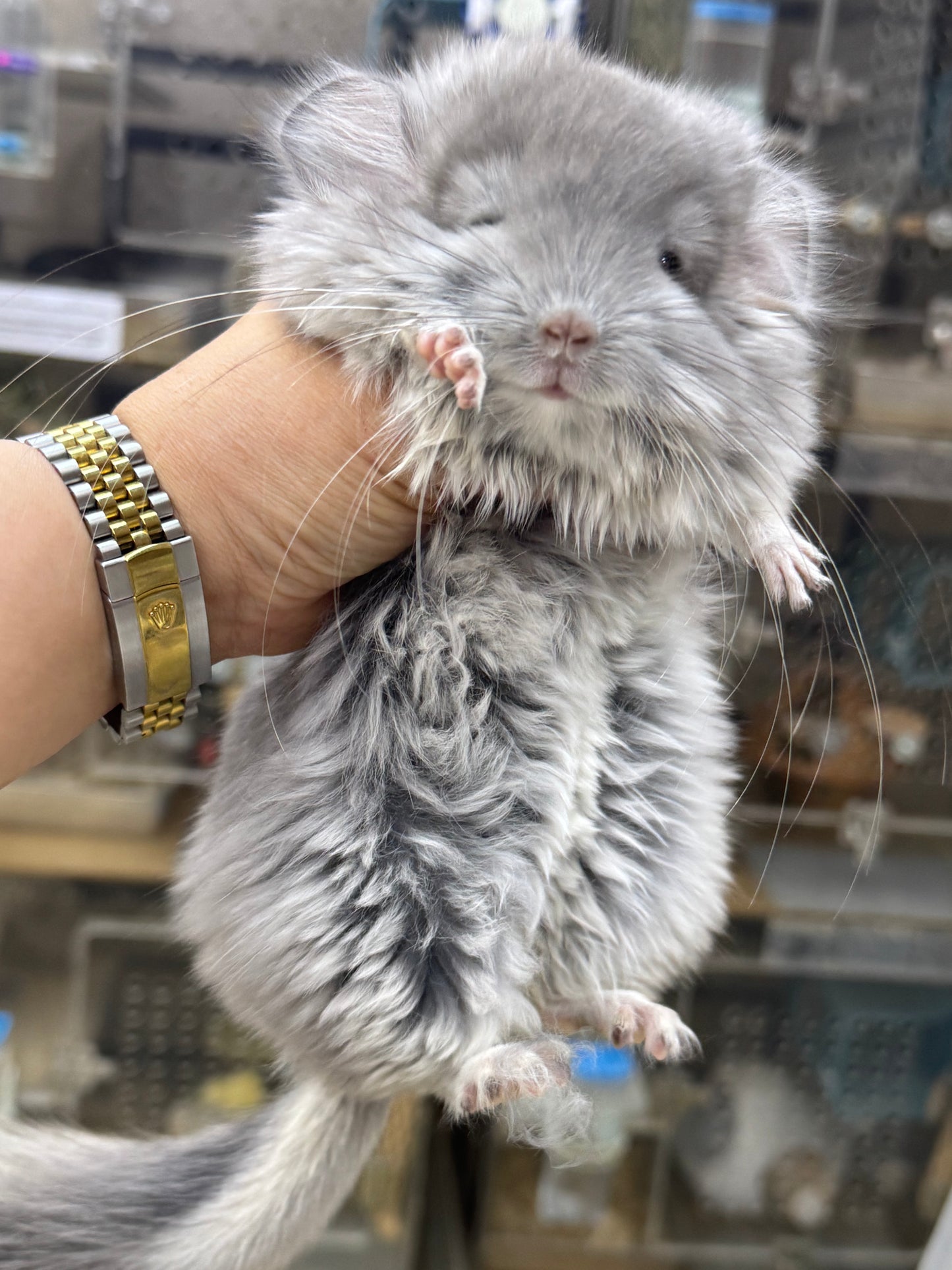 Chinchillas: T016 Violet RPA (Angora) male chinchilla for sale (USA Master Breeder’s lineage)