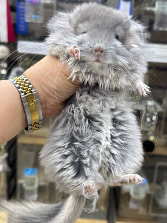 Chinchillas: T016 Violet RPA (Angora) male chinchilla for sale (USA Master Breeder’s lineage)