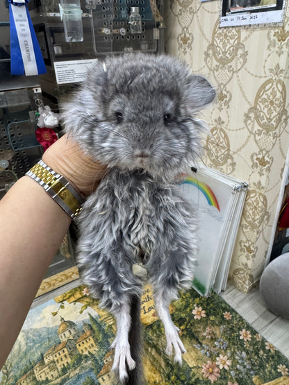 Chinchillas: T017 Standard VC RPA (Angora) female chinchilla for sale (USA Master CCCU Breeder’s lineage)