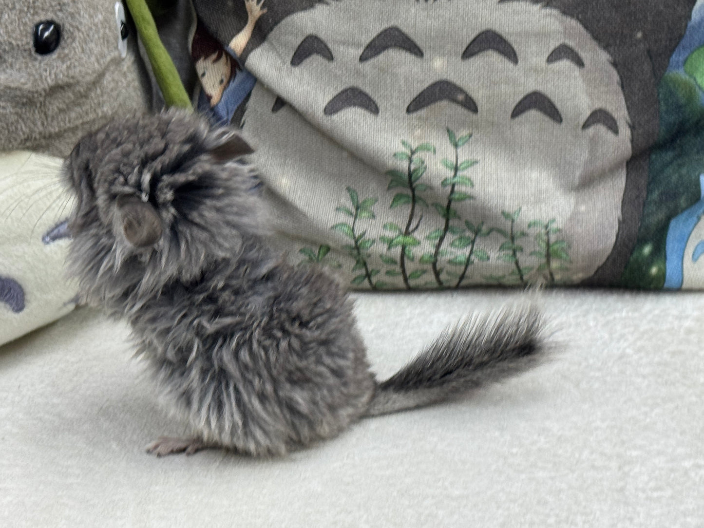 Chinchillas: T017 Standard VC RPA (Angora) female chinchilla for sale (USA Master CCCU Breeder’s lineage)