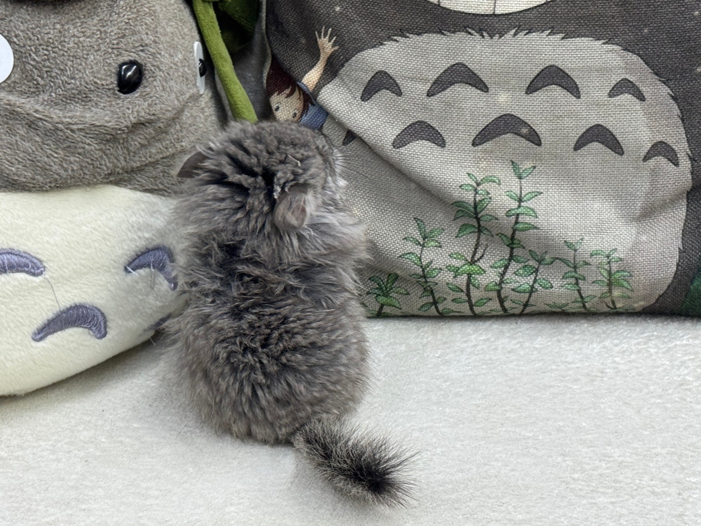 Chinchillas: T017 Standard VC RPA (Angora) female chinchilla for sale (USA Master CCCU Breeder’s lineage)