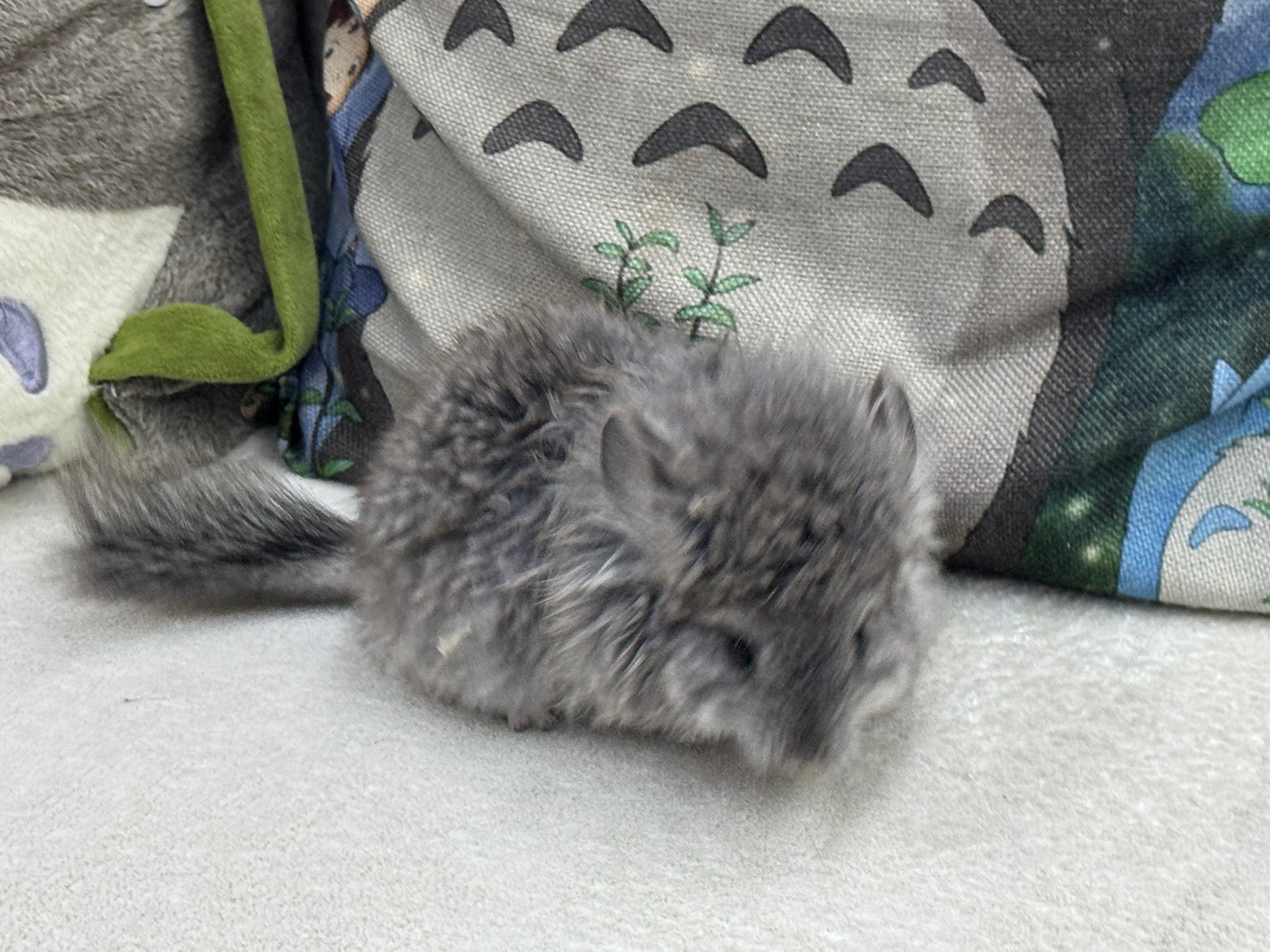 Chinchillas: T017 Standard VC RPA (Angora) female chinchilla for sale (USA Master CCCU Breeder’s lineage)