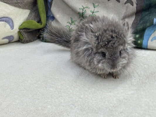 Chinchillas: T017 Standard VC RPA (Angora) female chinchilla for sale (USA Master CCCU Breeder’s lineage)