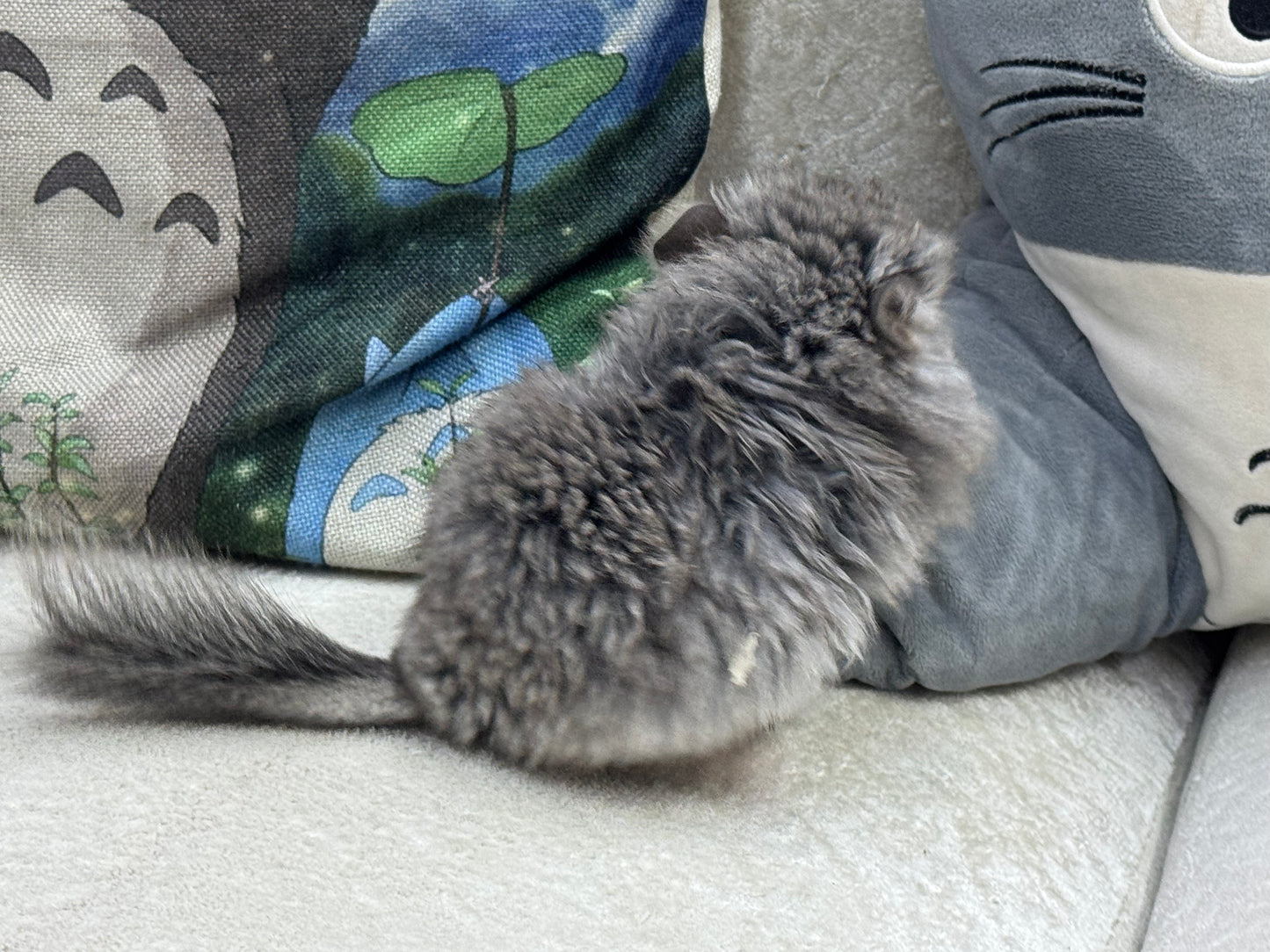 Chinchillas: T017 Standard VC RPA (Angora) female chinchilla for sale (USA Master CCCU Breeder’s lineage)