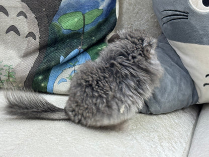 Chinchillas: T017 Standard VC RPA (Angora) female chinchilla for sale (USA Master CCCU Breeder’s lineage)