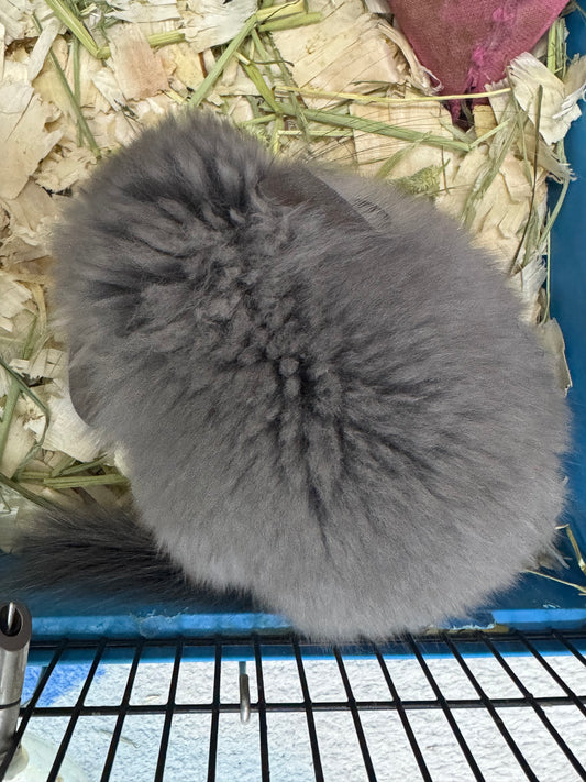 Chinchillas: T001 Violet RPA (Angora) female chinchilla  (USA CCCU lineage)