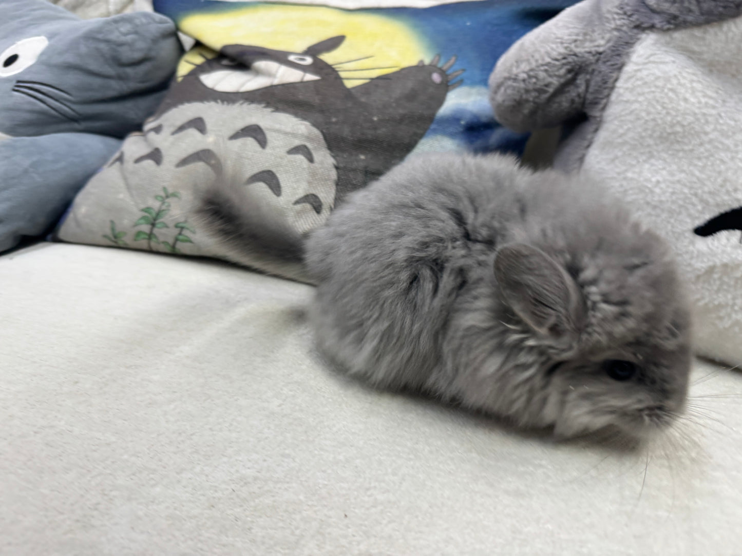 Chinchillas: T001 Violet RPA (Angora) female chinchilla  (USA CCCU lineage)