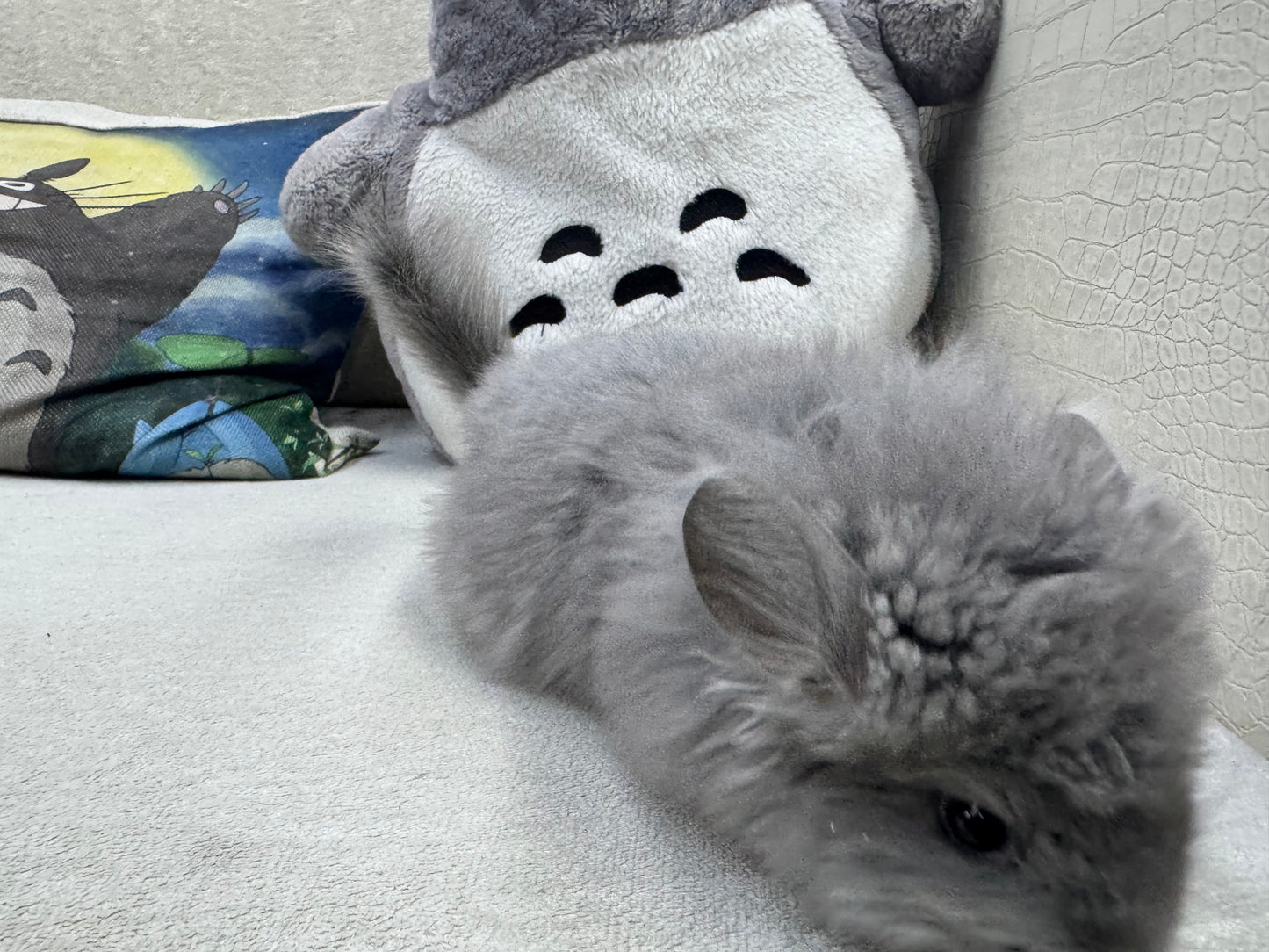 Chinchillas: T001 Violet RPA (Angora) female chinchilla  (USA CCCU lineage)
