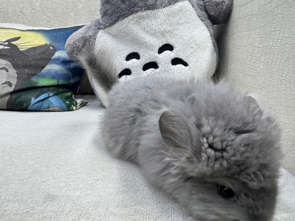 Chinchillas: T001 Violet RPA (Angora) female chinchilla  (USA CCCU lineage)
