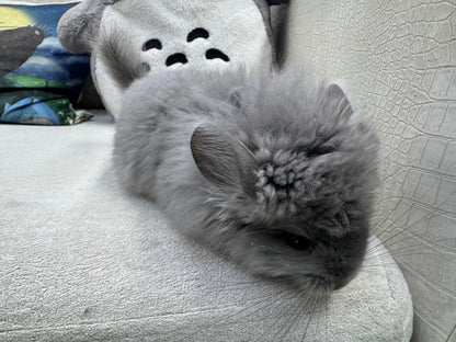 Chinchillas: T001 Violet RPA (Angora) female chinchilla  (USA CCCU lineage)