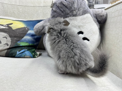 Chinchillas: T001 Violet RPA (Angora) female chinchilla  (USA CCCU lineage)
