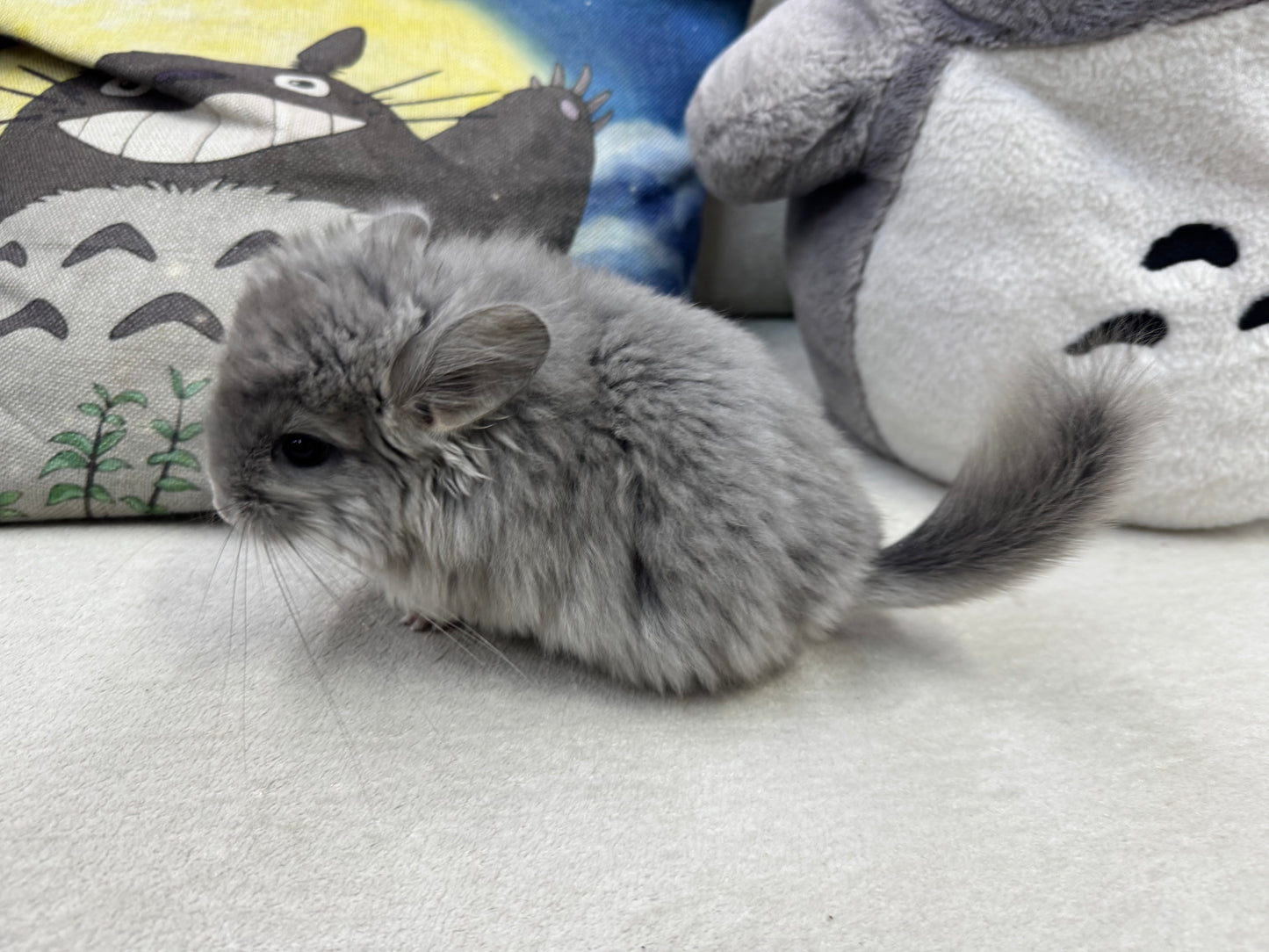 Chinchillas: T001 Violet RPA (Angora) female chinchilla  (USA CCCU lineage)